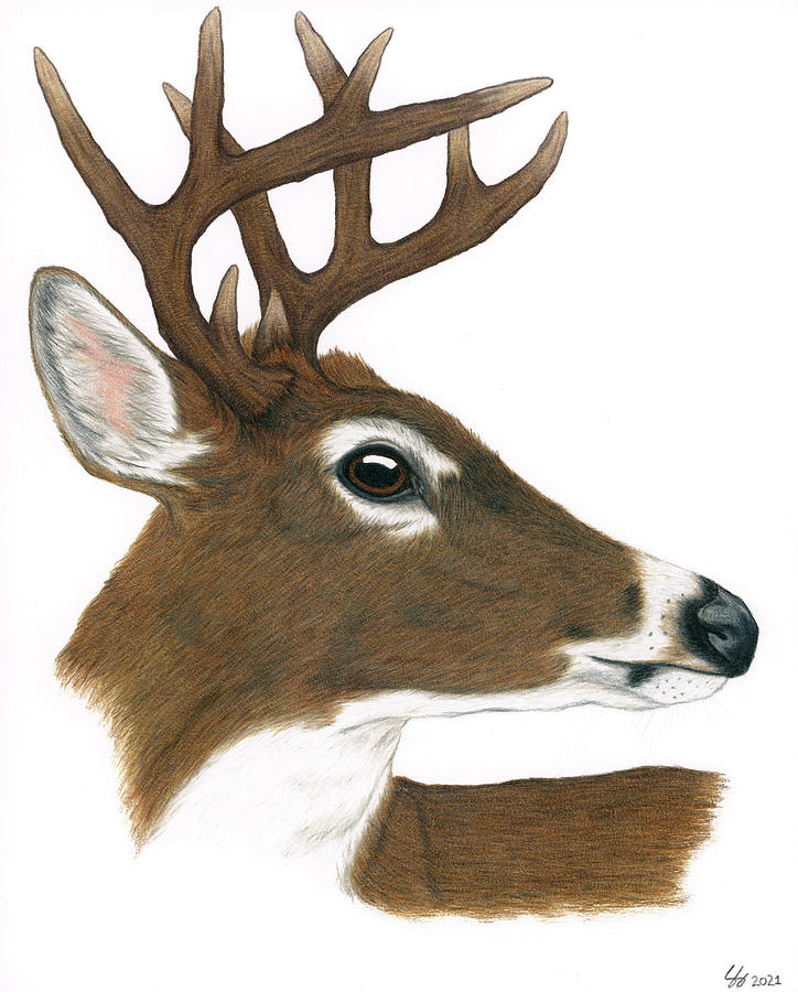 Whitetail Deer Drawing by The Wild-Eyed World - Fine Art America