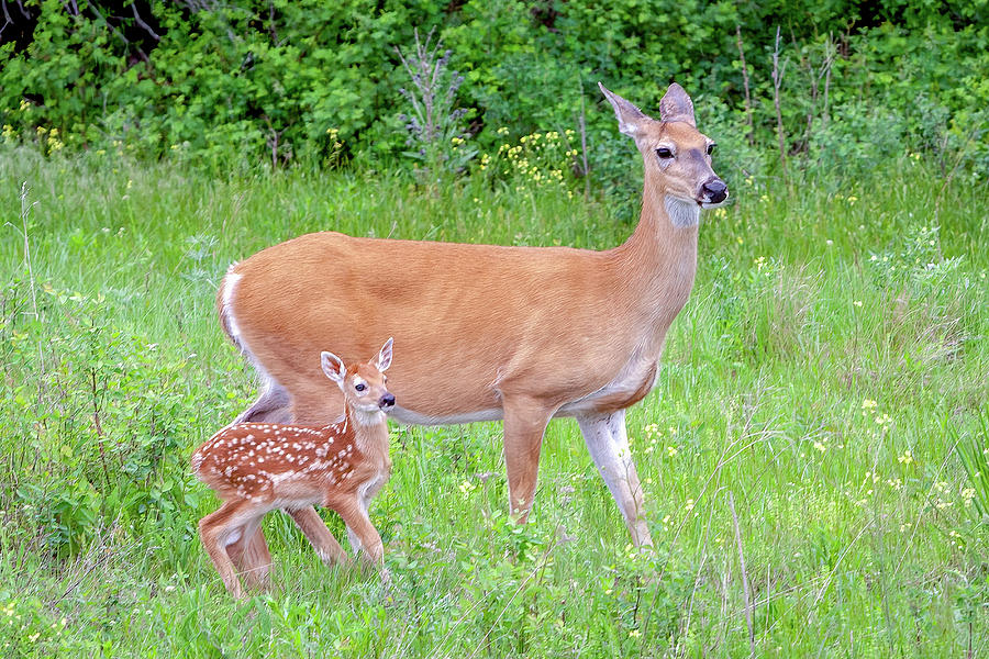 Whitetail Deer with New Fawn Photograph by Jack Bell