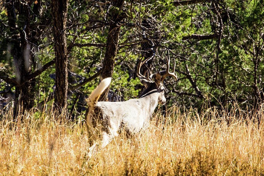 Whitetail Deer With Tail Flagging 001734 Photograph