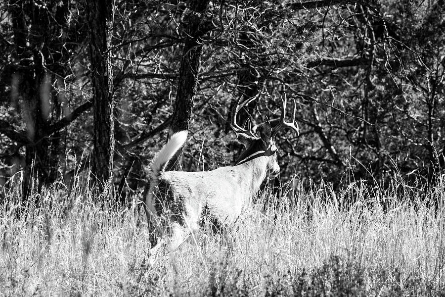 Whitetail Deer With Tail Flagging 001735 Photograph