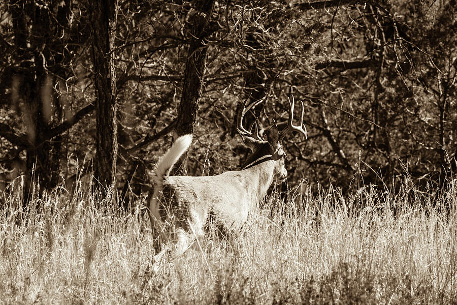 Whitetail Deer With Tail Flagging 001736 Photograph