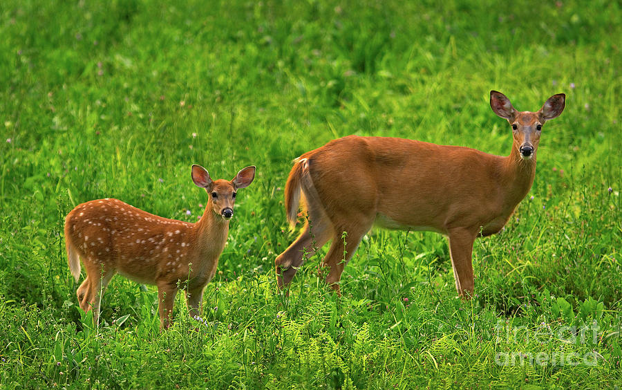 Whitetail Doe and Fawn II Photograph by Gary W Griffen - Pixels