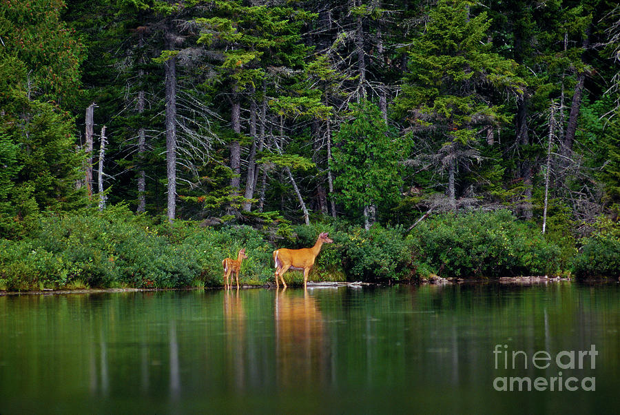 Whitetail Doe and Fawn Mountain Lake Photograph by Gary W Griffen ...