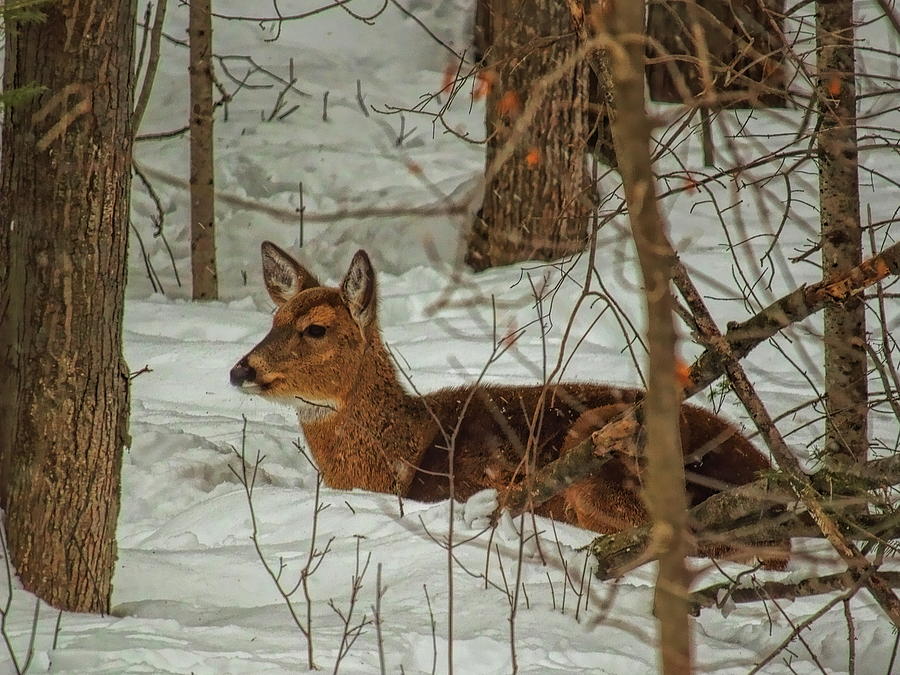 Whitetail Doe Bedded In Snow Photograph by Dale Kauzlaric