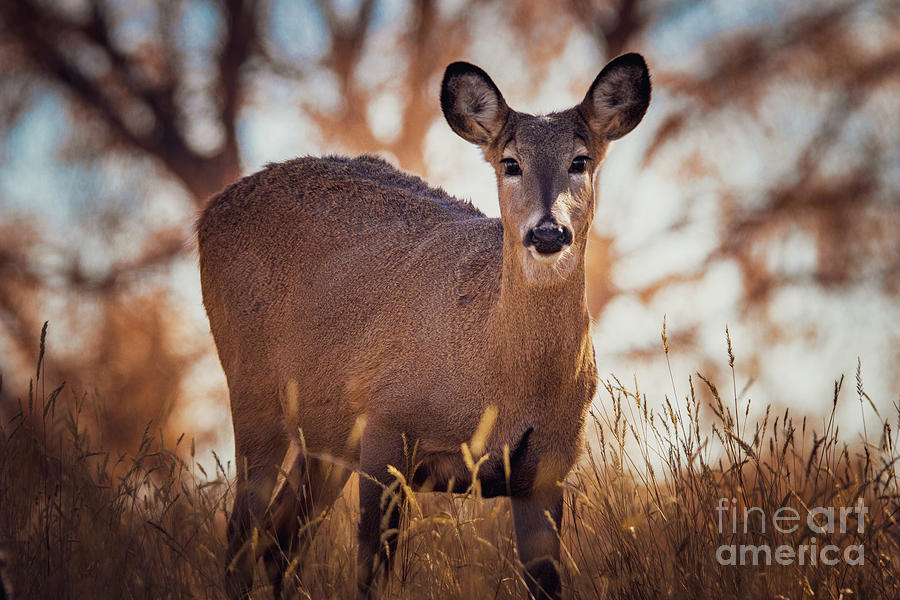 Whitetail Doe Photograph by Dlamb Photography