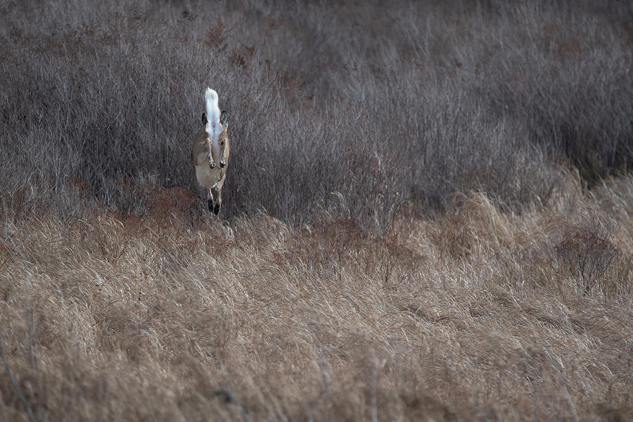 Whitetail doe getting air Photograph by Dan Friend
