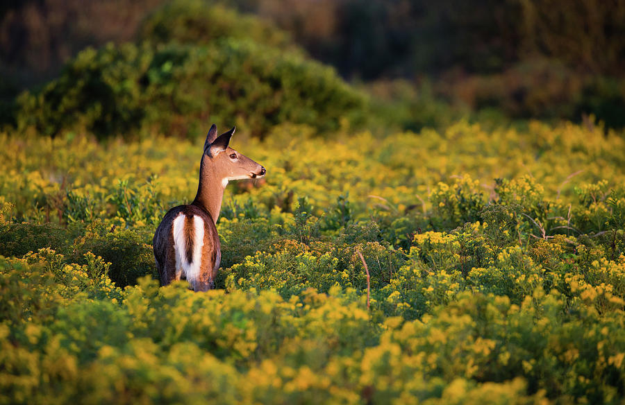 Whitetail Doe in a Field of Goldenrod Photograph by Andrew Pacheco