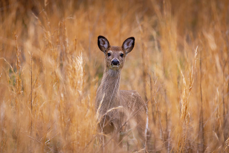 Whitetail Doe In Amber Field Photograph by Timothy Harris