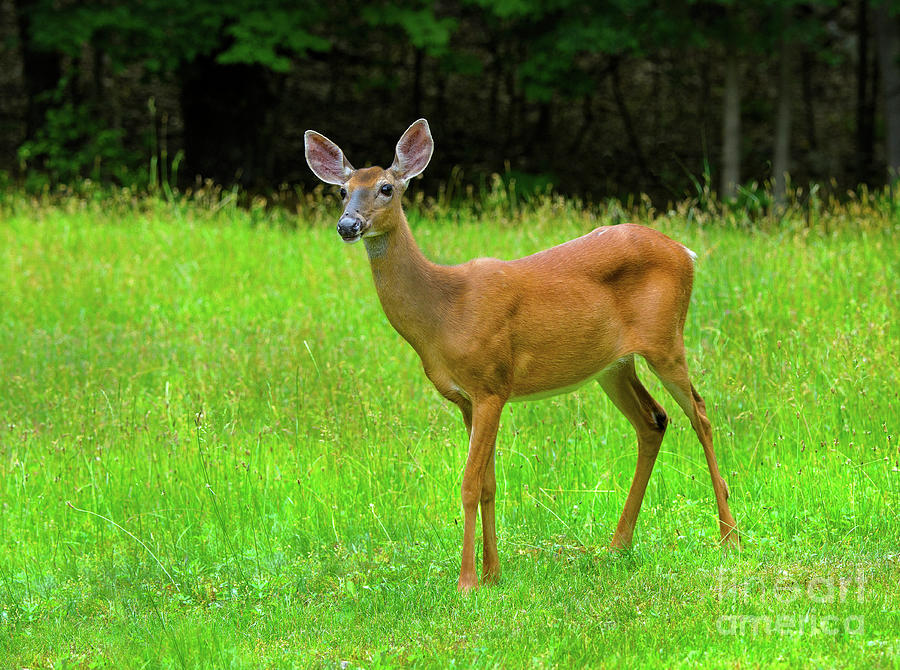 Whitetail Doe In Summer IIIa Photograph by Gary W Griffen - Fine Art ...