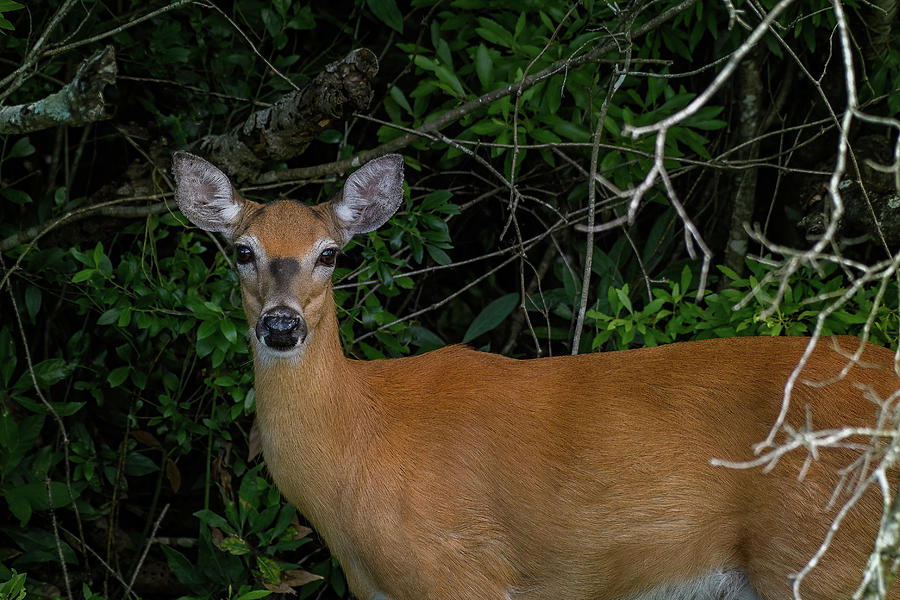 Whitetail Doe in the Shadows Photograph by Fon Denton