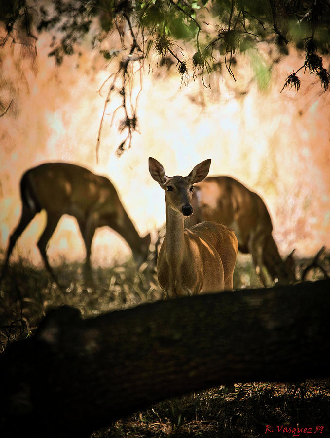 Whitetail Doe Stare Photograph by Rene Vasquez