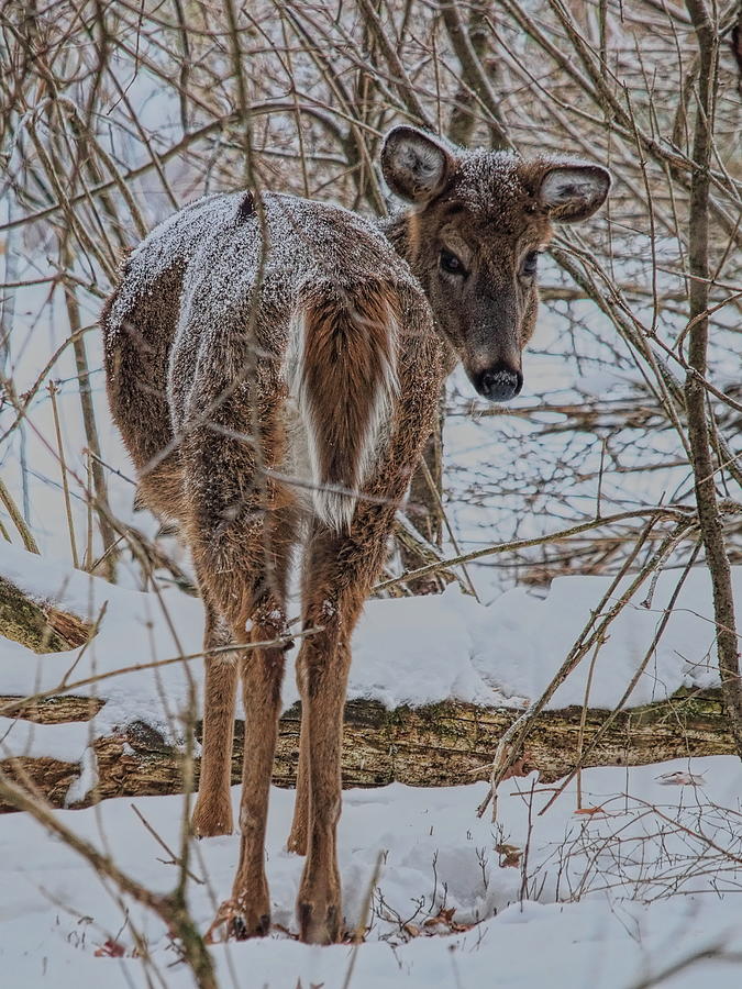 Whitetail Does Backward Glance In Snow Photograph by Dale Kauzlaric