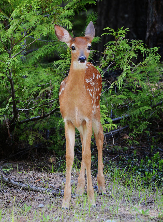 Whitetail Fawn at Forest Edge Photograph by Whispering Peaks Photography