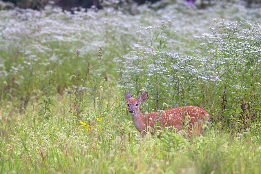Whitetail Fawn in a Boneset Field Photograph by Susan Rissi Tregoning