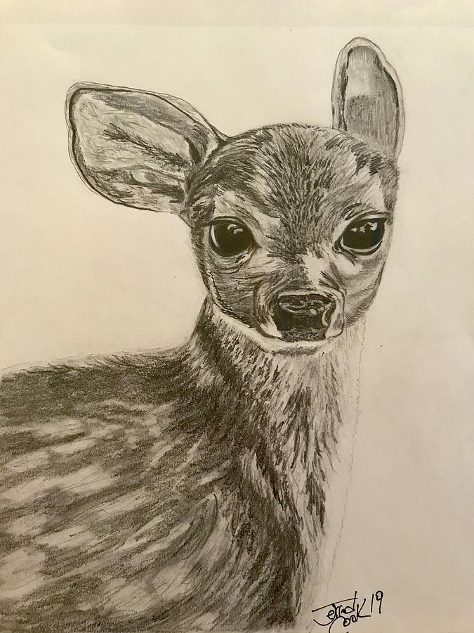 Whitetail Fawn Drawing by Jerrod Cook Fine Art America