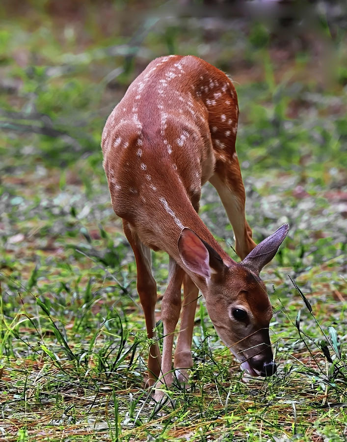Whitetail Fawn Photograph