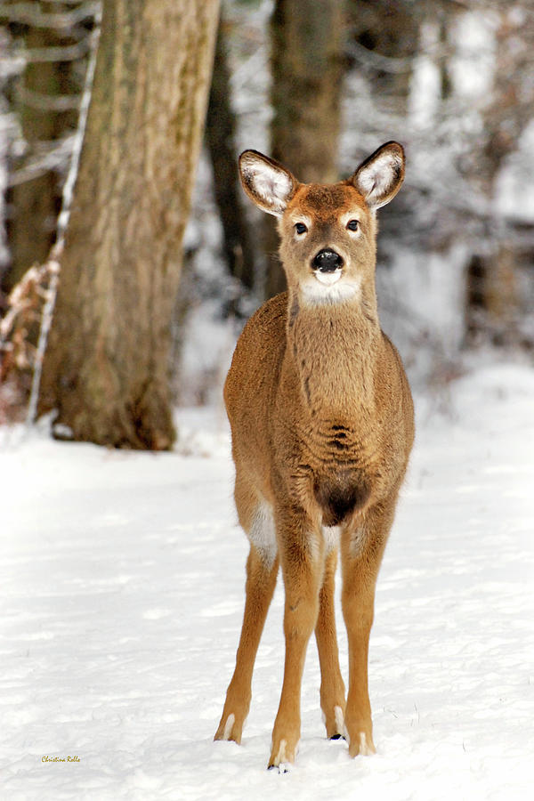 Whitetail in Snow Photograph by Christina Rollo