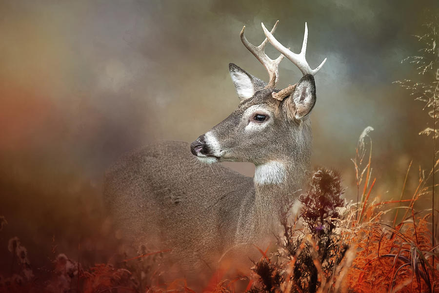 Whitetail Posing Photograph by Ed Taylor