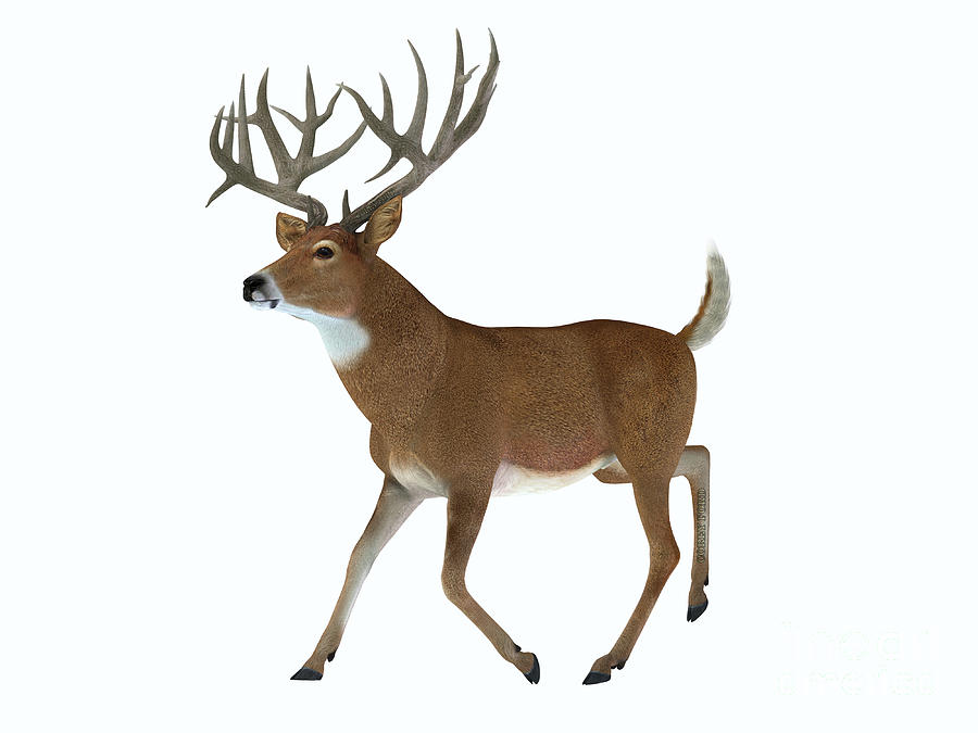 Whitetail Trophy Deer Digital Art by Corey Ford