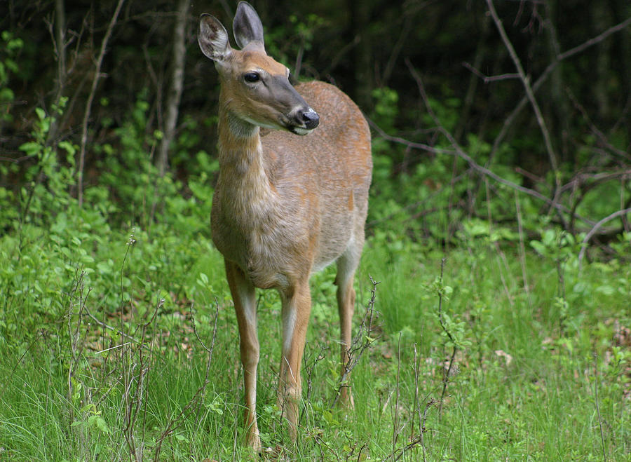 Whitetail, Willow River State Park Photograph by Callen Harty - Fine ...