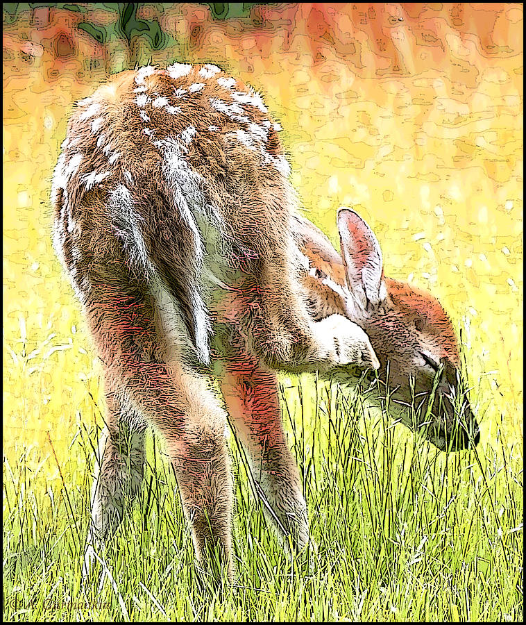 Whitetailed Deer Fawn Scrathes An Itch Photograph