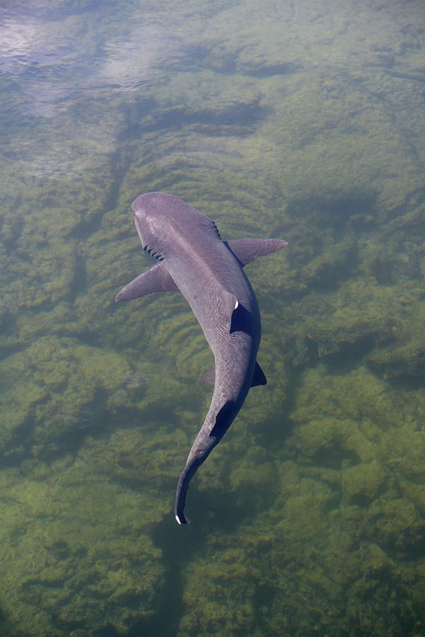 Whitetip reef shark, Triaenodon obesus, Punta Moreno, Isabela Island, Galapagos Islands, Ecuador Photograph by Kevin Oke
