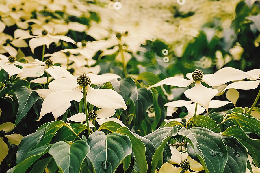 Whitewashed Splendor Up Close with Natures Bouquet Photograph by Travel Essayist Whitewashed Splendor Up Close with Natures Bouquet Photograph by Travel Essayist