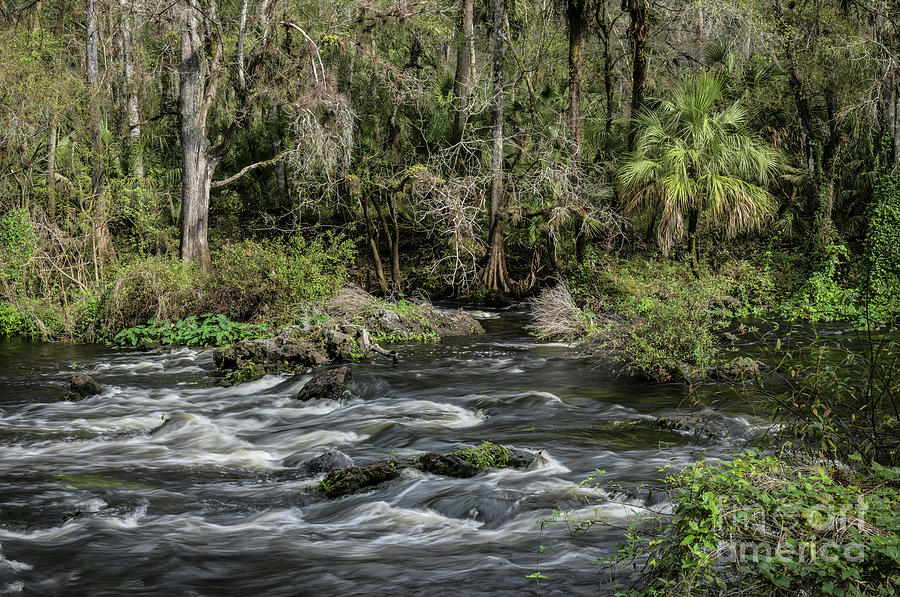 Bald Cypress Photograph - Whitewater on the Hillsborough River by John Arnaldi