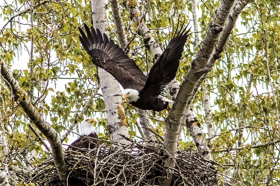 Whithersoever Photograph by Marland Howard - Fine Art America