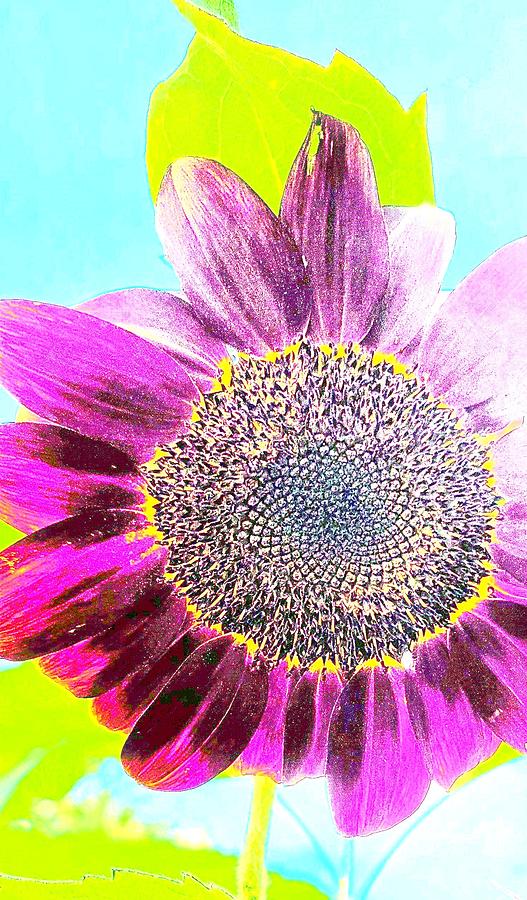 Pink Purple and Yellow Sunflower Photograph by Kathy Barney