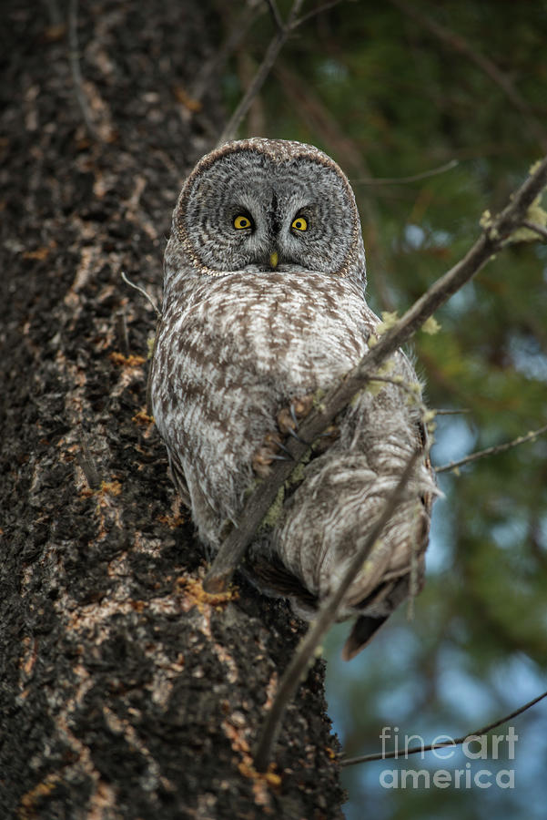Owl Photograph - Who are You? by Jennylynn Fields
