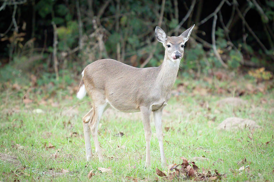 Who Dat Photograph by David Heilman - Fine Art America