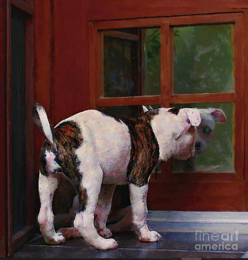 Dog Photograph - Who Is That Doggy In The Window by John Kolenberg