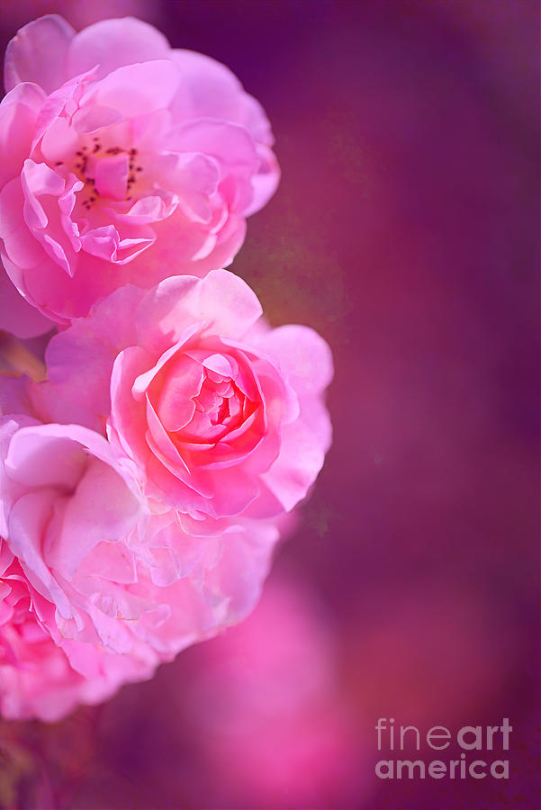 Who Loves Pink Roses Mixed Media by Joy Watson