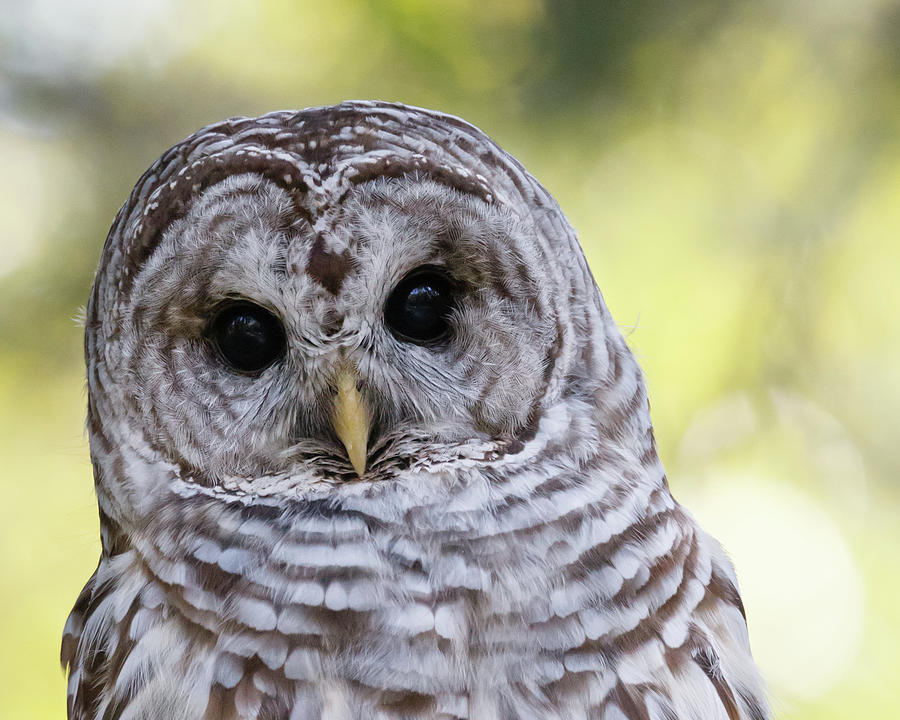 Who Me? - Barred Owl Photograph by Belen Bilgic Schneider