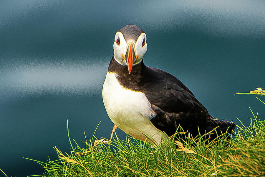 Who Me? Photograph by Jon Snyder