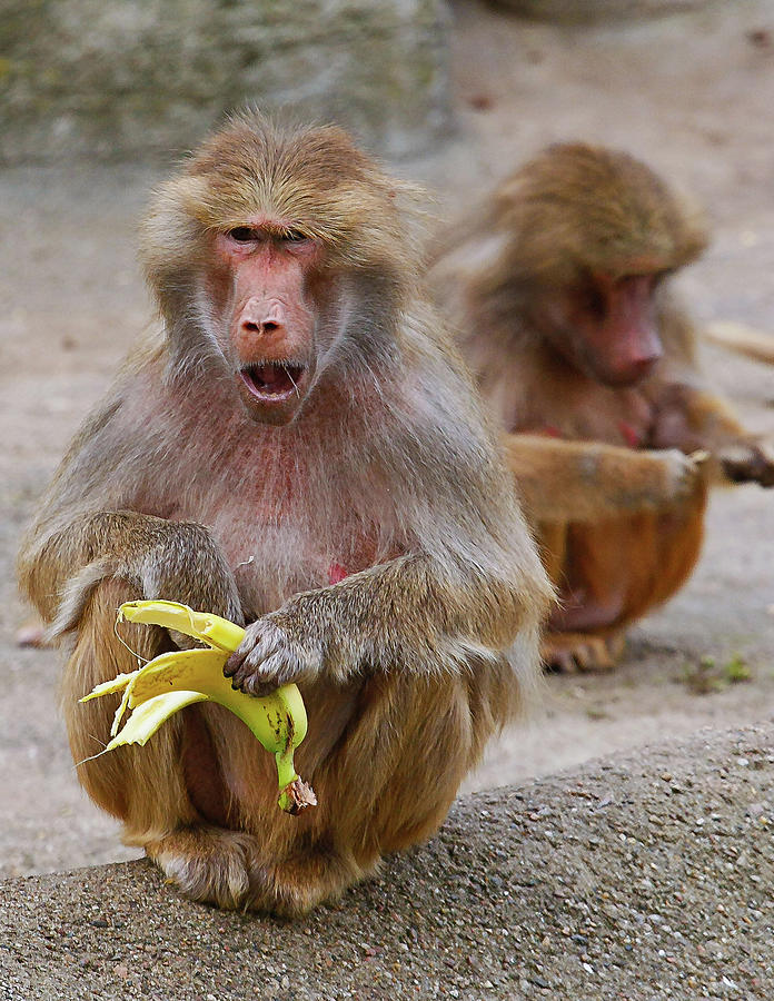 Surprised Monkey - Who Stole My Banana? Photograph by David Morehead