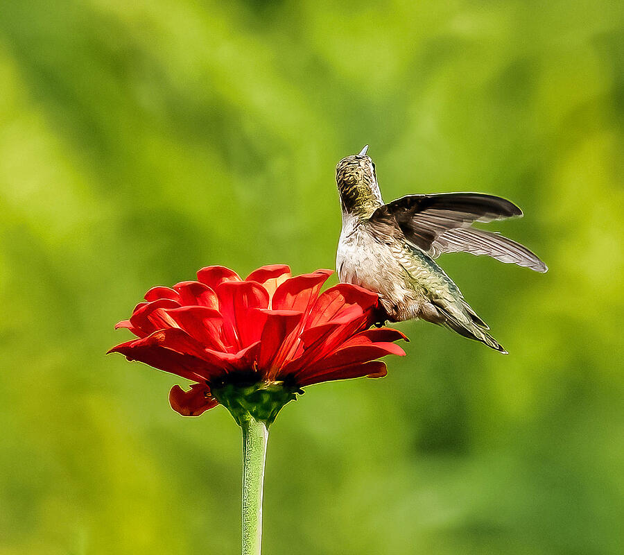 Hummingbird Photograph - Who you calling Shorty? by Eliseo Rosario