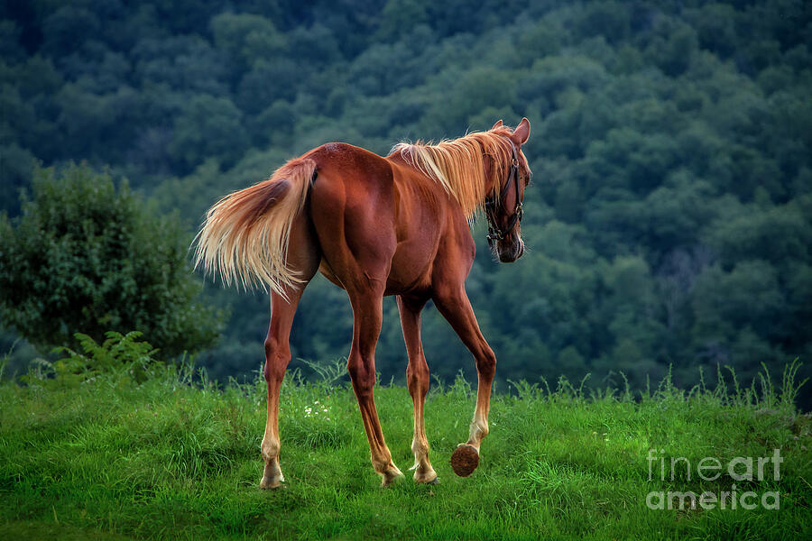 Whoa, horsey... Photograph by Shelia Hunt