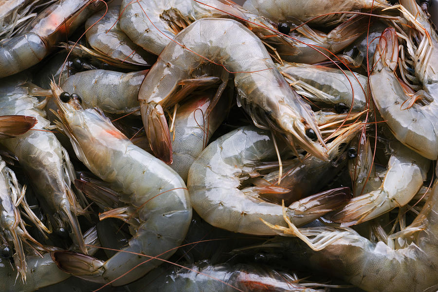 Whole Fresh Raw Shrimps Seafood in Food Market Retail Display Photograph by YinYang