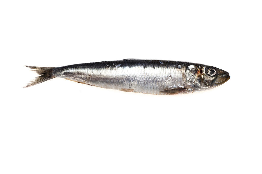 Whole fresh sardine Photograph by Ei Katsumata