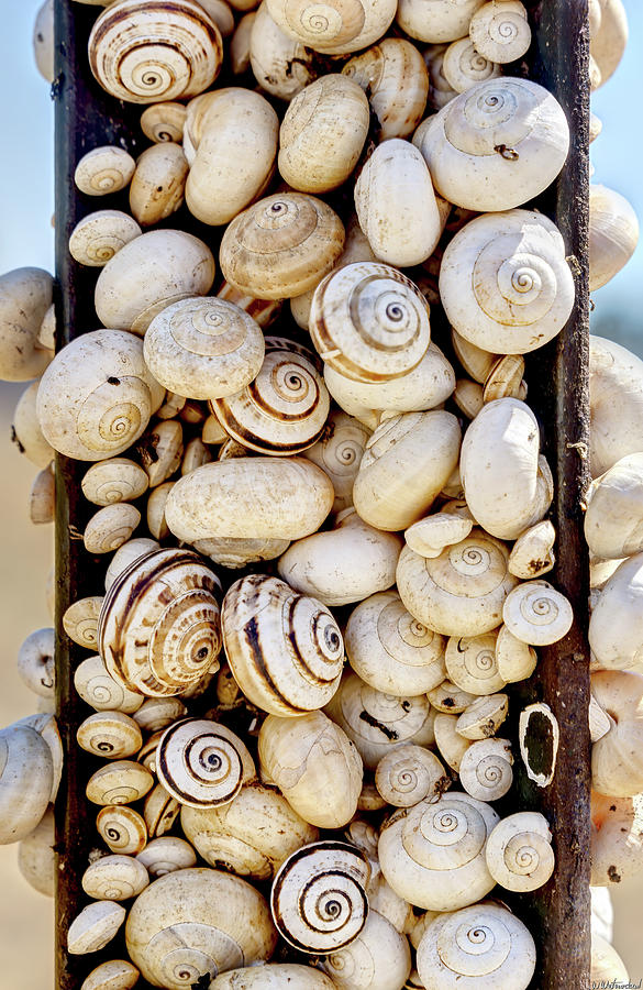 Whole Lotta Snails Photograph by Weston Westmoreland
