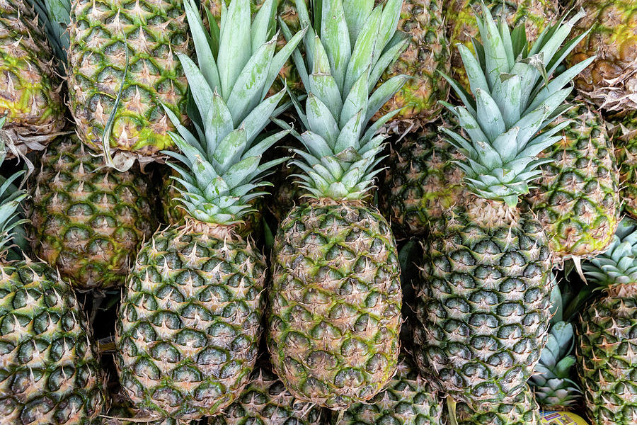 Whole Pineapples Photograph by Bradford Martin