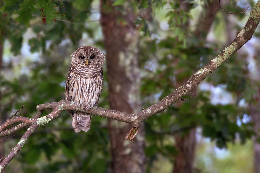 Whoo Are You? - Barred Owl Photograph by Susan Rissi Tregoning