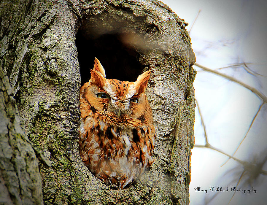 Whooo are You Photograph by Mary Walchuck