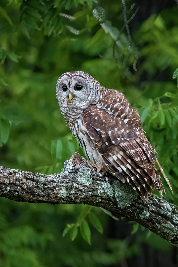 Whooo Goes There Photograph by Linda Shannon Morgan