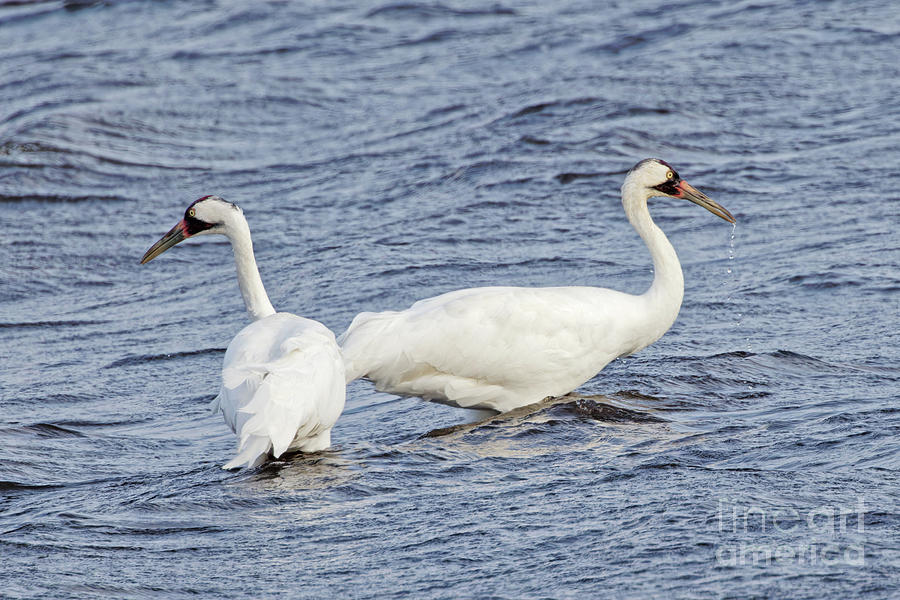 Whooper Pair in Necedah National Wildlife Refuge Photograph by Natural Focal Point Photography