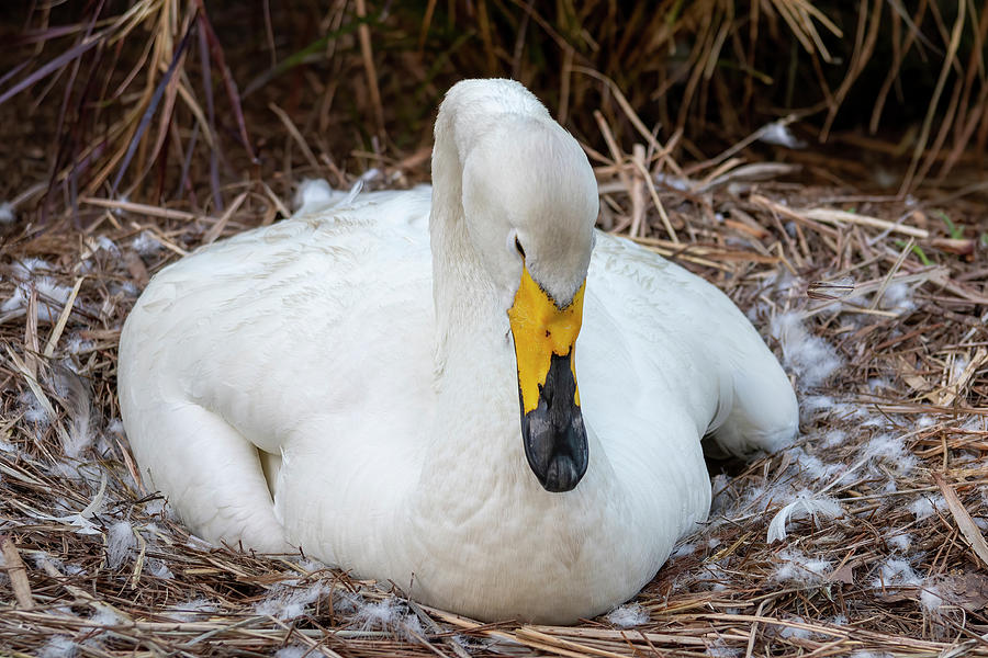 Whooper Swan on Nest Photograph by Bradford Martin