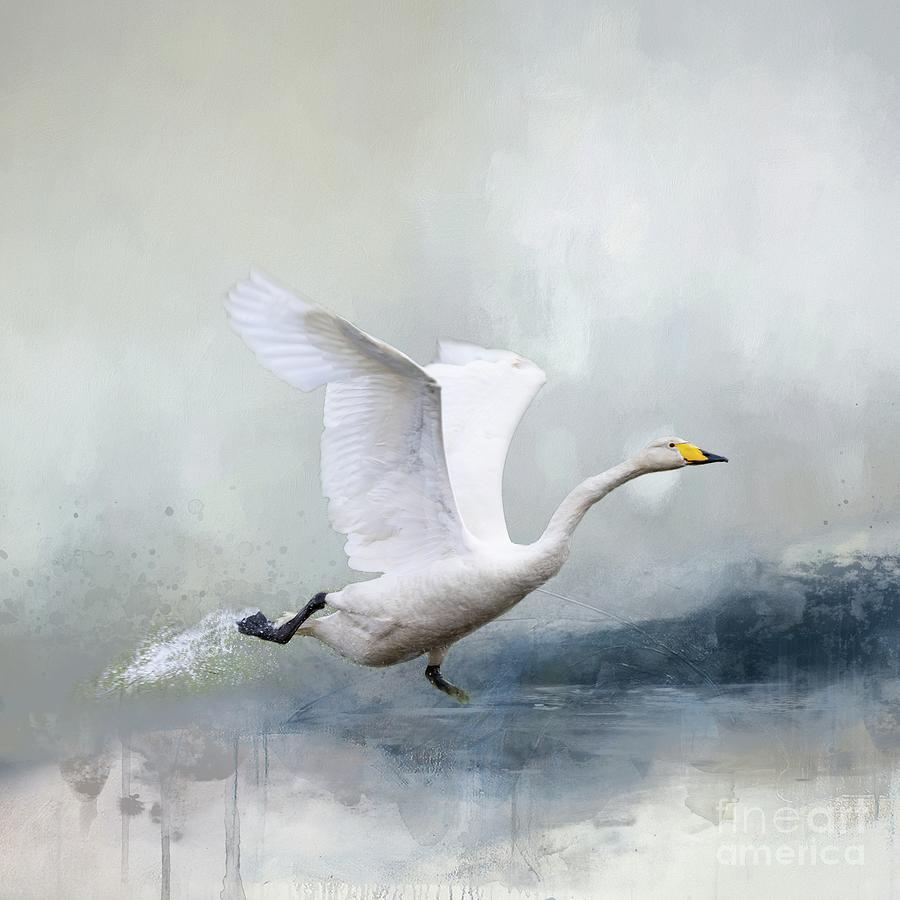 Whooper Swan Taking Off Photograph by Eva Lechner