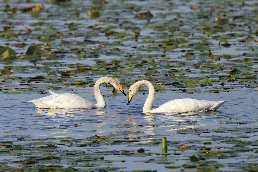 Whooper Swans Photograph by Brook Burling